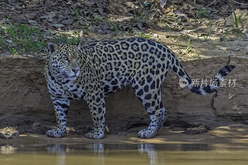 美洲虎(Panthera onca)是一种大型猫科动物，是美洲虎属猫科动物，是美洲唯一现存的美洲虎物种，在巴西潘塔纳尔发现。